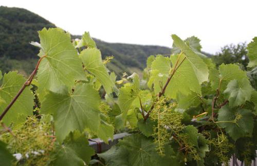 Weingut Sauer-Kettermann - Foto 12