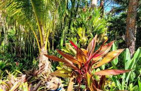 Island Paradise Awaits You - Foto 47