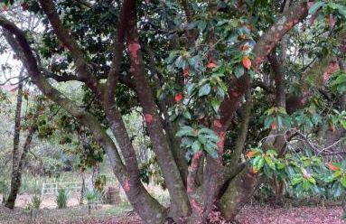 Cabana Vale Matutu - Foto 29