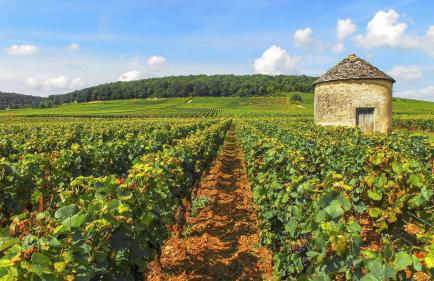 Coeur Chambertin - Foto 10