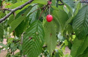 Ονειροπαγιδα - Photo 64