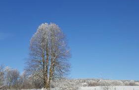 Vogelsberger Zirbenstüberl - Foto 9