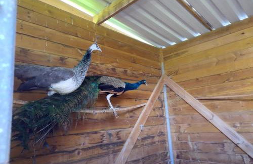 Belle Quercynoise piscine jacuzzi partagés - Foto 44