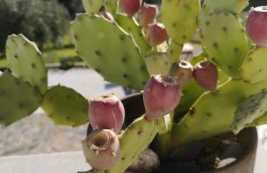 Casa Dos Galegos - Foto 29