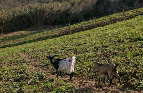 Quinta dos Castanheiros - Foto 39