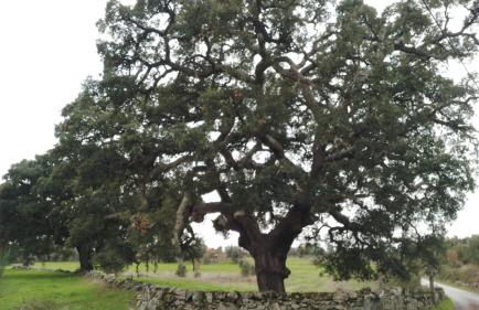 Casa rústica com terraço e jardim - Foto 49