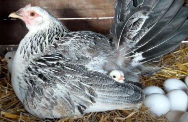 Agriturismo La Fontaccia - Foto 15