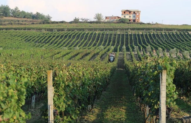 Vinea Resort & SPA - Foto 34