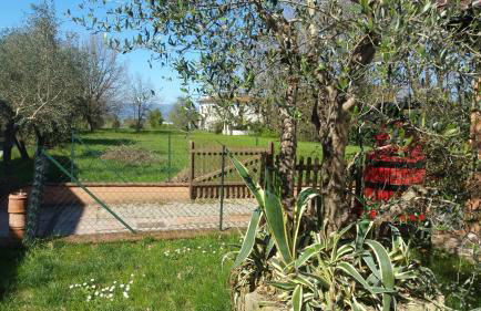 Ulivo Della Querce - Foto 4