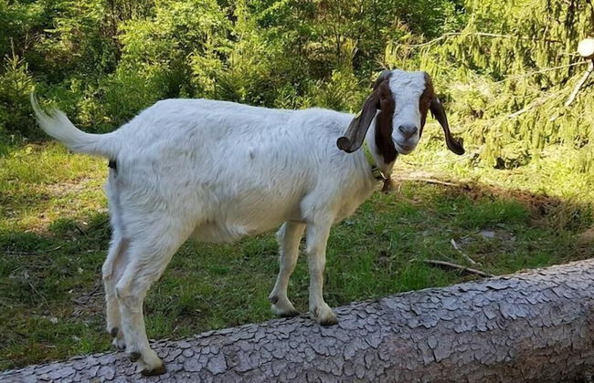 Ferienwohnungen Linkemühle - Foto 33