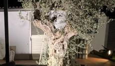 Alma - Foto 4, Garden