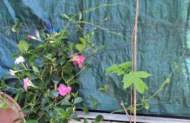 Lilibet Apartment - Foto 21