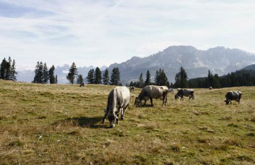 Casa Nido sul Cermis - Foto 23