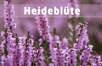 Sonnenschein - Foto 13