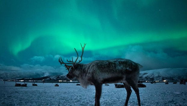 Découvrez l’histoire du peuple Sami et de ses rennes – Expérience d’une demi-journée - Photo 5