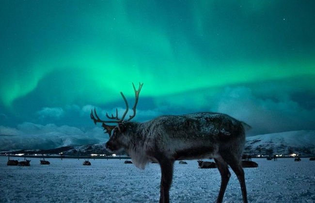 Découvrez l’histoire du peuple Sami et de ses rennes – Expérience d’une demi-journée - Photo 5