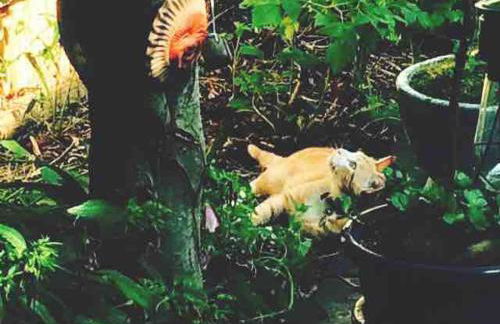 Happy Haven w hottub, Gym, & hammocks in West AVL - Foto 24