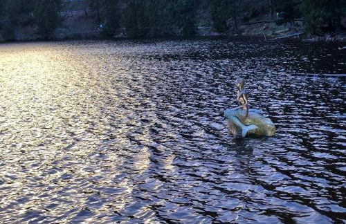 Ferienwohnung-Schoenmuenzblick-Urlaub-im-Nationalpark-Schwarzwald-Schwarzwald-Plus-inklusive - Photo 48