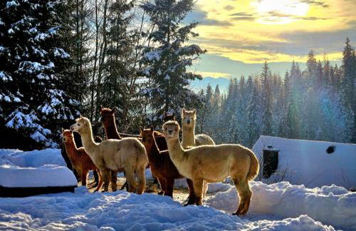 Alpakowy raj - Foto 6