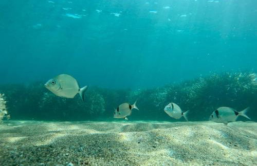 Berenice - Isola D'Elba Apartments - Foto 26