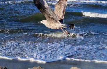 Wydmy Wiatr - Foto 40