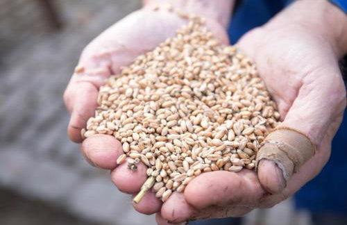 Biobauer Heubach - Foto 13