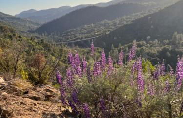 Ponderosa Creekside Retreat - Foto 52