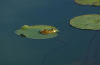 Quinta do Arade - casa 4 pétalas - Foto 38