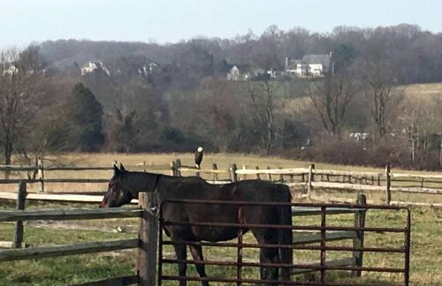 Beautiful Farmstay Hill Cottage and Tiny Equipped Camper in Maryland - Foto 22