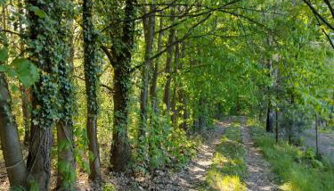 Domek w lesie - Foto 4, Garden