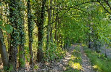 Domek w lesie - Foto 4