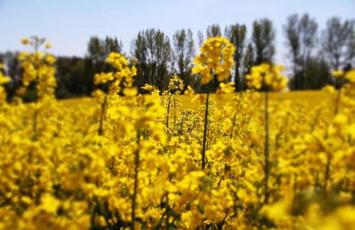 Ferien_VILLA FELICITÀ - Foto 8