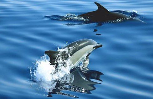 Capitanía frente al mar - Foto 51