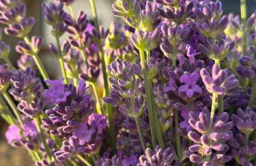 Chata Lawendowa - Foto 11