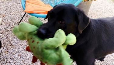 Agriturismo Podere Le Palaie - Foto 5