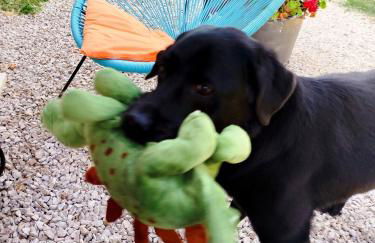 Agriturismo Podere Le Palaie - Foto 5