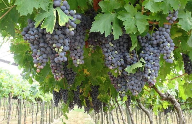 Agriturismo Corteforte - Foto 28