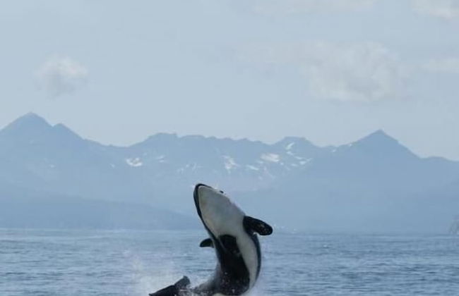 Salty Towers Oceanfront Cottages - Foto 26