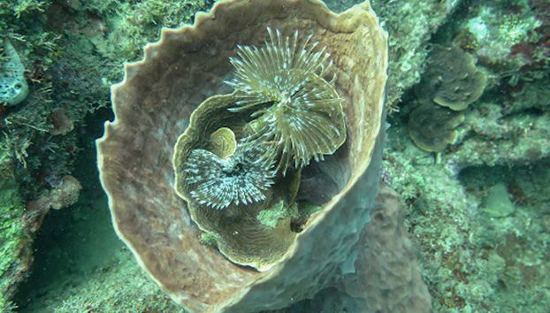 Biodiversité marine du Pacifique