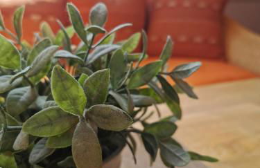 Ferienhaus Enger - Foto 12