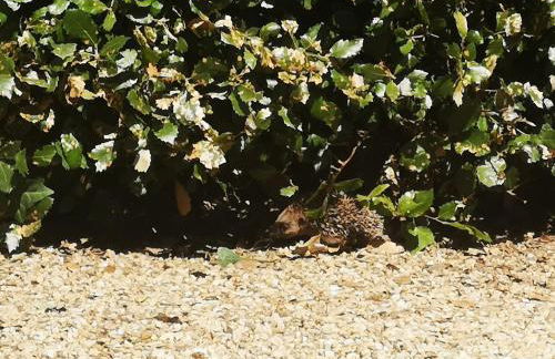 Gite Duguesclin - Photo 22