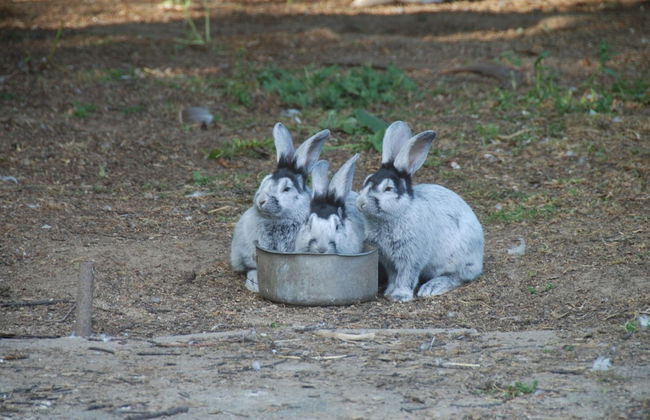 Cozy Chalet With a Decorative Fireplace - Foto 26