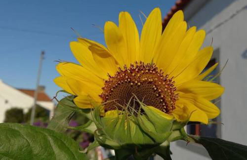 Sunflower Guest House - Madalena - Pico - Photo 16