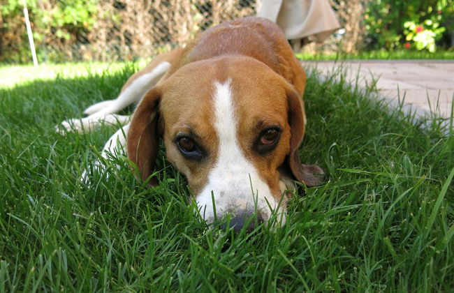 Wonderful Apartment With Barrel Sauna - Foto 22