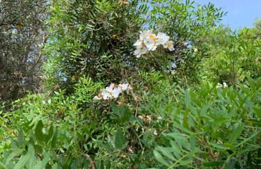 Villa Paradiso - Photo 15