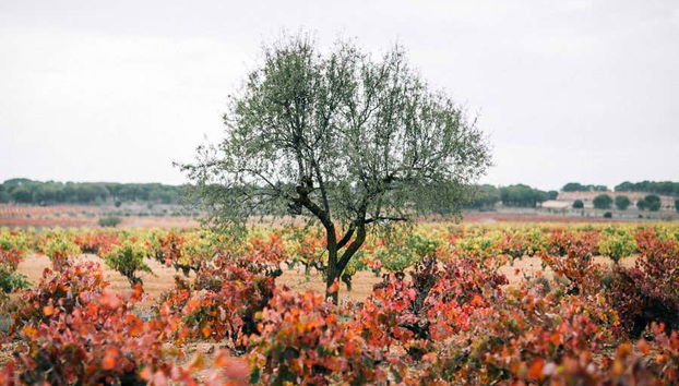 Explorez les vignes