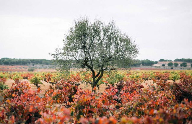 Visita guidata delle cantine Gratias - Foto 5