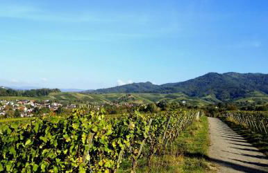 Studio-Apartment mit Garten, Parkplatz & Küche - Foto 16