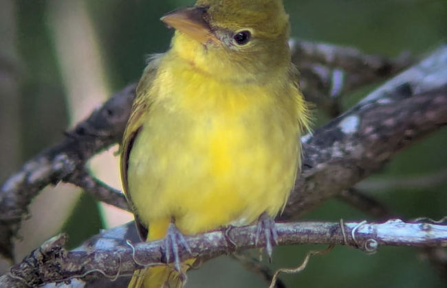 Campos de Oro Wilderness Lodge - Foto 18