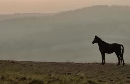 Wielgosówka - Foto 28